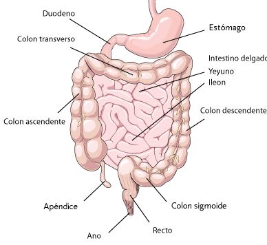 Intestino Grueso y sus relaciones anatómicas.