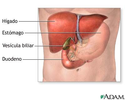 Anatomía de la vesícula biliar y su relación con el hígado y estómago y páncreas.